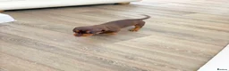 Dachshund dogs for sale: Dachsuand  - Advert 3