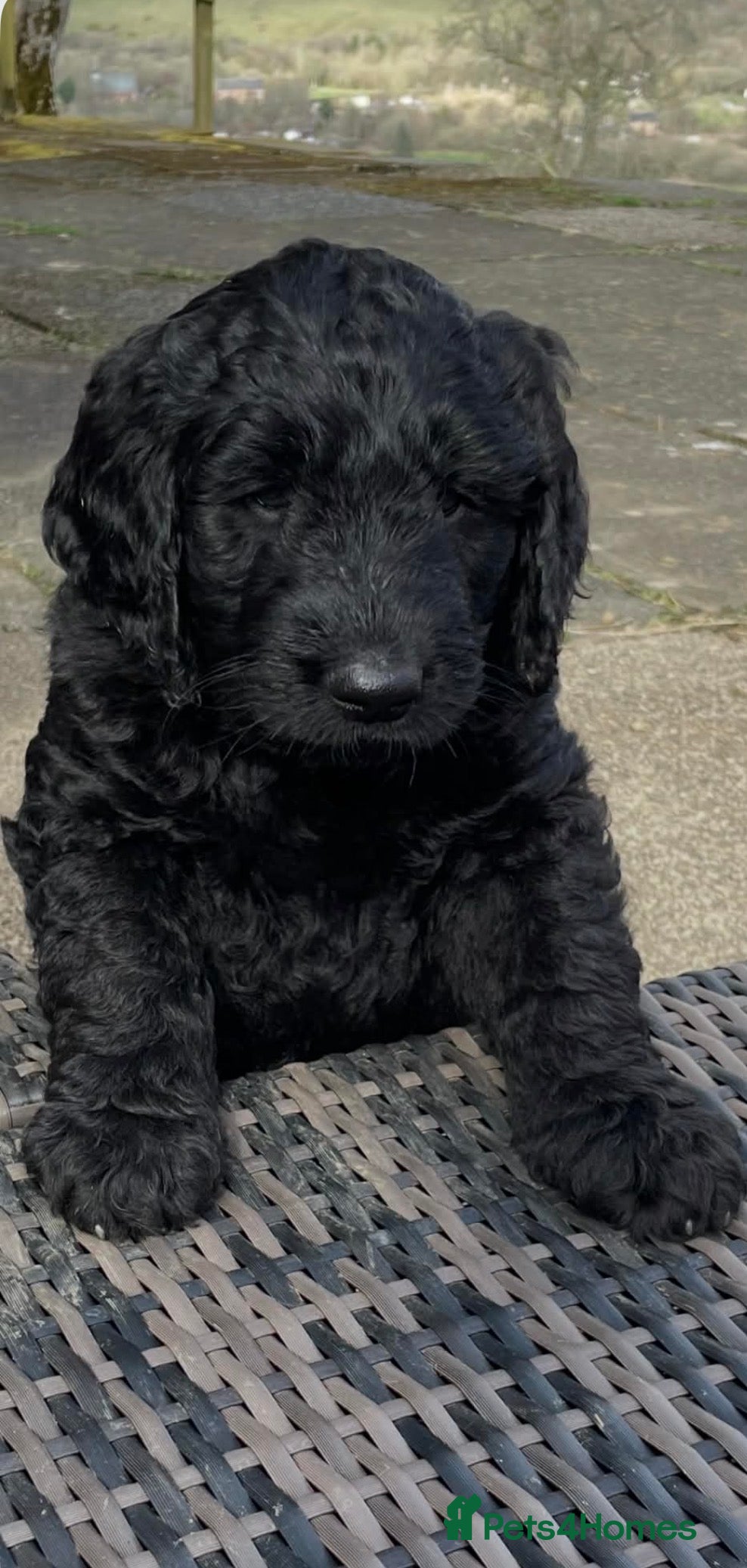 Goldendoodle dogs Stunning F2 Goldendoodle Puppies - Advert 2
