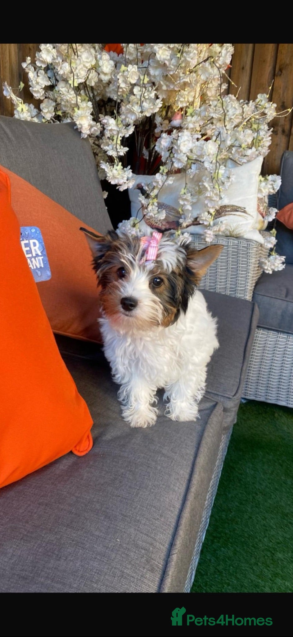Yorkshire Terrier dogs for sale: Yorkie Buer - Advert 1