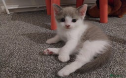 Mixed Breed cats for sale: Lovely kittens looking for homes! - Image 11