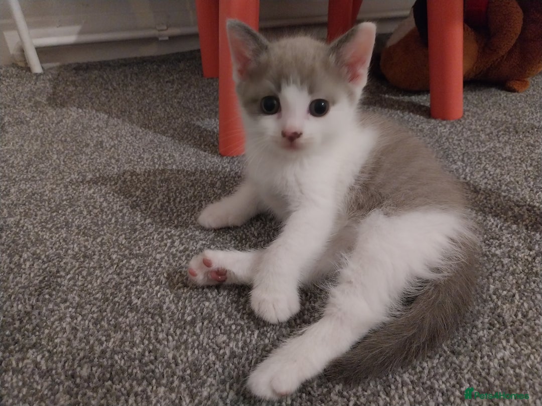 Mixed Breed cats for sale: Lovely kittens looking for homes! - Image 11