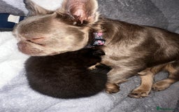 British Shorthair cats for sale: Black bsh kitten  - Image 1