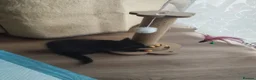Mixed Breed cats for sale: 2 Kittens Ready for New Homes, 10 Weeks Old - Advert 4