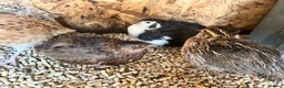 Quail poultry for sale: Coturnix quails from day olds to laying females - Advert 10
