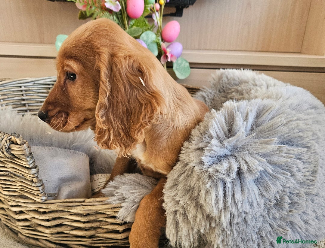 Cocker Spaniel dogs for sale: Stunning mix of working type cocker spaniels  - Advert 4