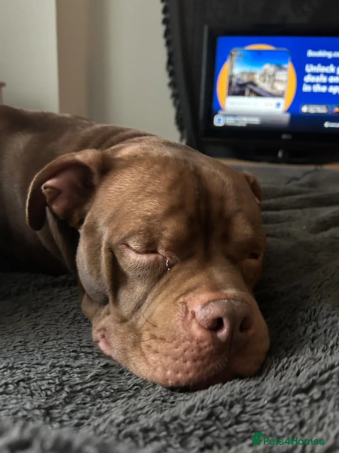 Mixed Breed dogs for sale: Reuben  - Advert 5