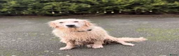 Golden Retriever dogs for sale: Female golden retriever  - Advert 9