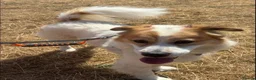Mixed Breed dogs for adoption: Meet Phoenix, currently residing in Duston in Northampton - Advert 8