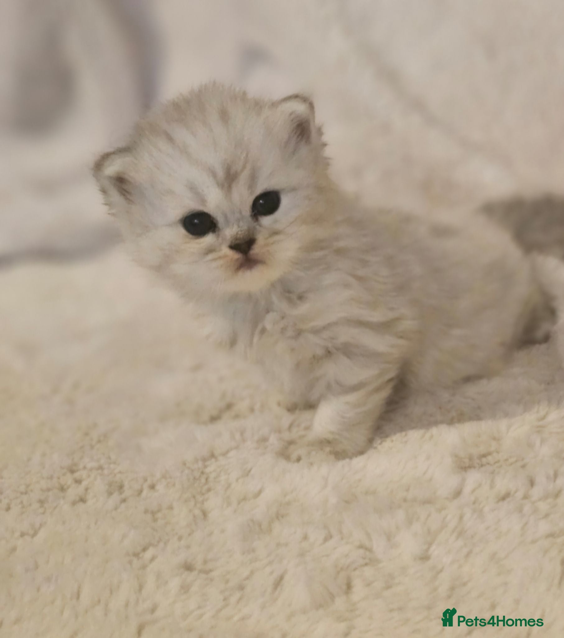 Persian cats 2 Beautiful Persian Chinchilla kittens for sale - Advert 15