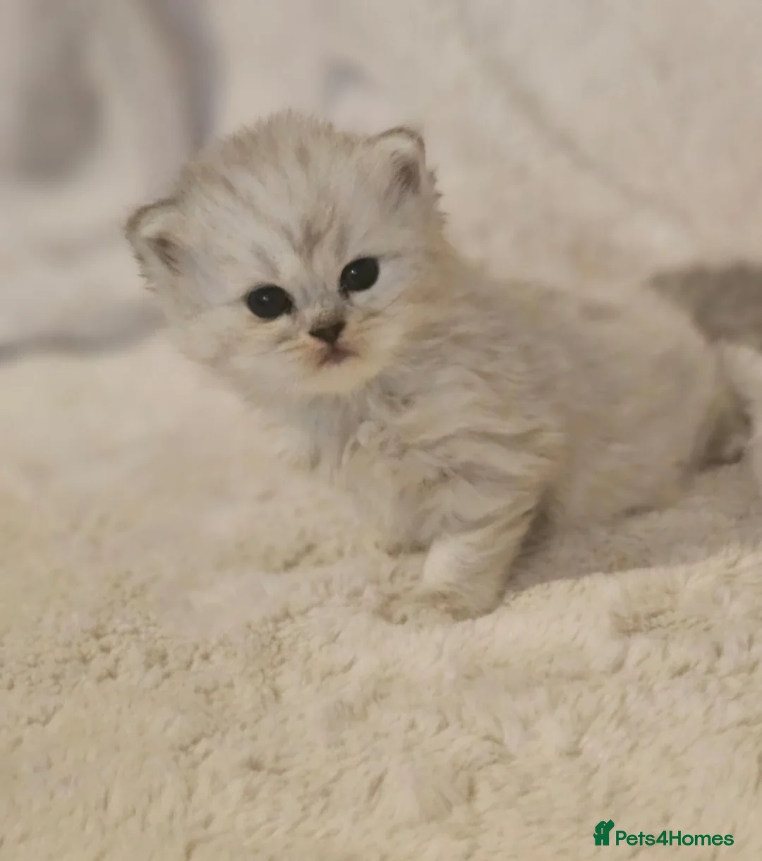 Persian cats for sale: 2 Beautiful Persian Chinchilla kittens for sale - Advert 1