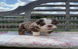 English Bulldog dogs for sale: Quality English bulldog pups fluffy LAST BOY - Image 9