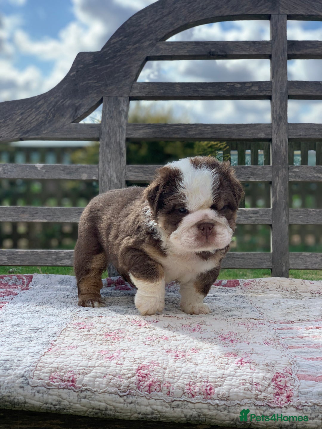 English Bulldog dogs for sale: Quality English bulldog pups fluffy LAST BOY - Image 9