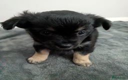 Chorkie dogs for sale: Chorkie babies  - Image 8