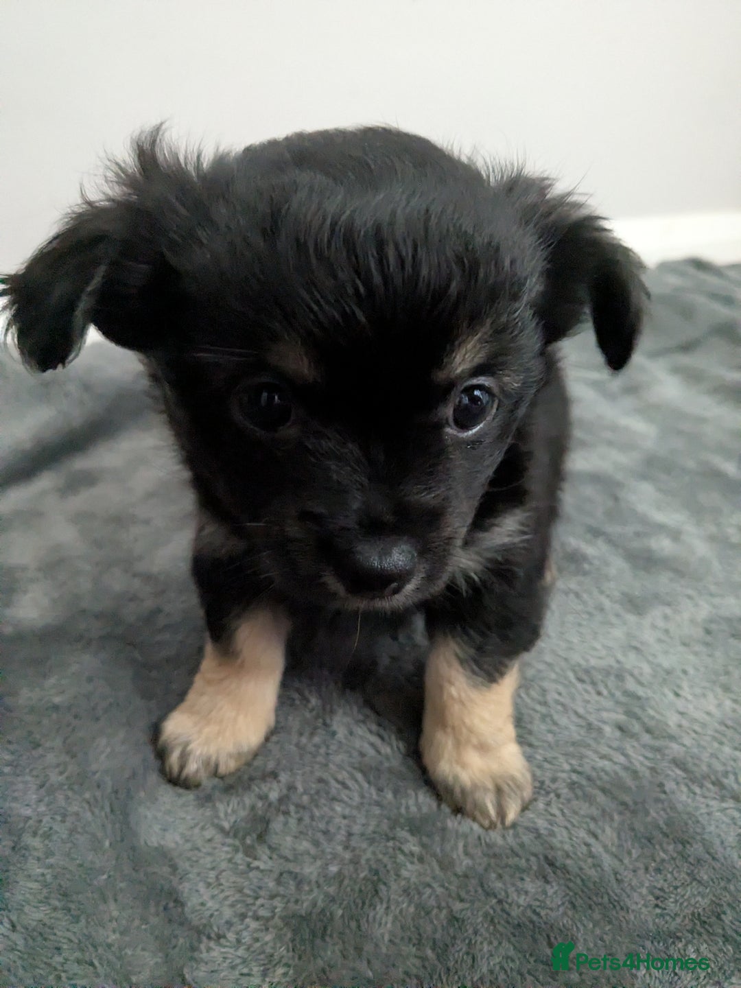 Chorkie dogs for sale: Chorkie babies  - Image 8