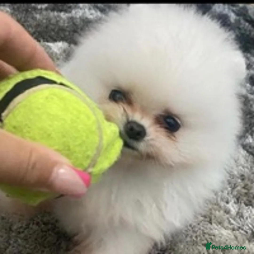 Pomeranian dogs for stud: 1.9kg tiny Proven Ukraine import stud kc reg  in Ferryhill - Advert 21