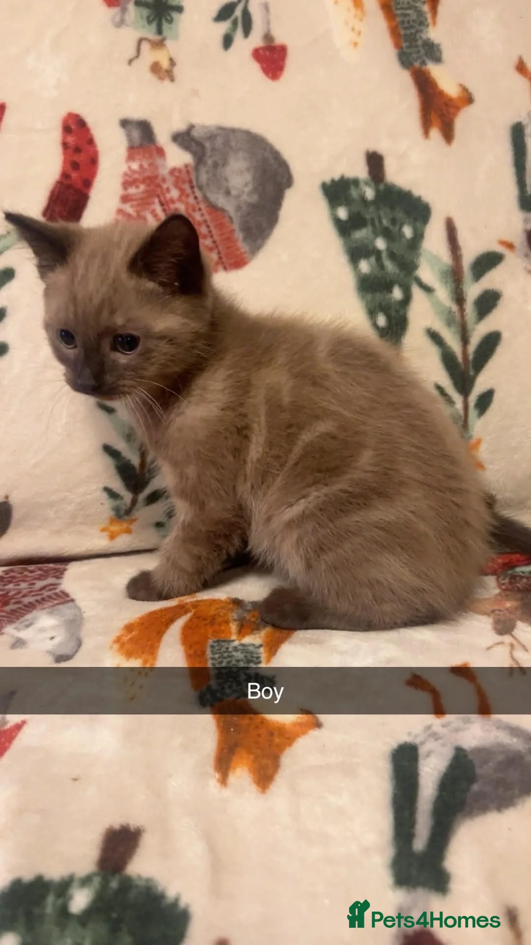 Siamese cats for sale: Lovely Siamese kittens ready to leave  - Advert 17
