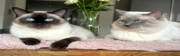 Ragdoll cats for sale: DNA Clear Blue Eyed Seal & Blue Point Ragdolls - Advert 10