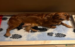 Cocker Spaniel dogs for sale: Gorgeous WCS pups - Image 6