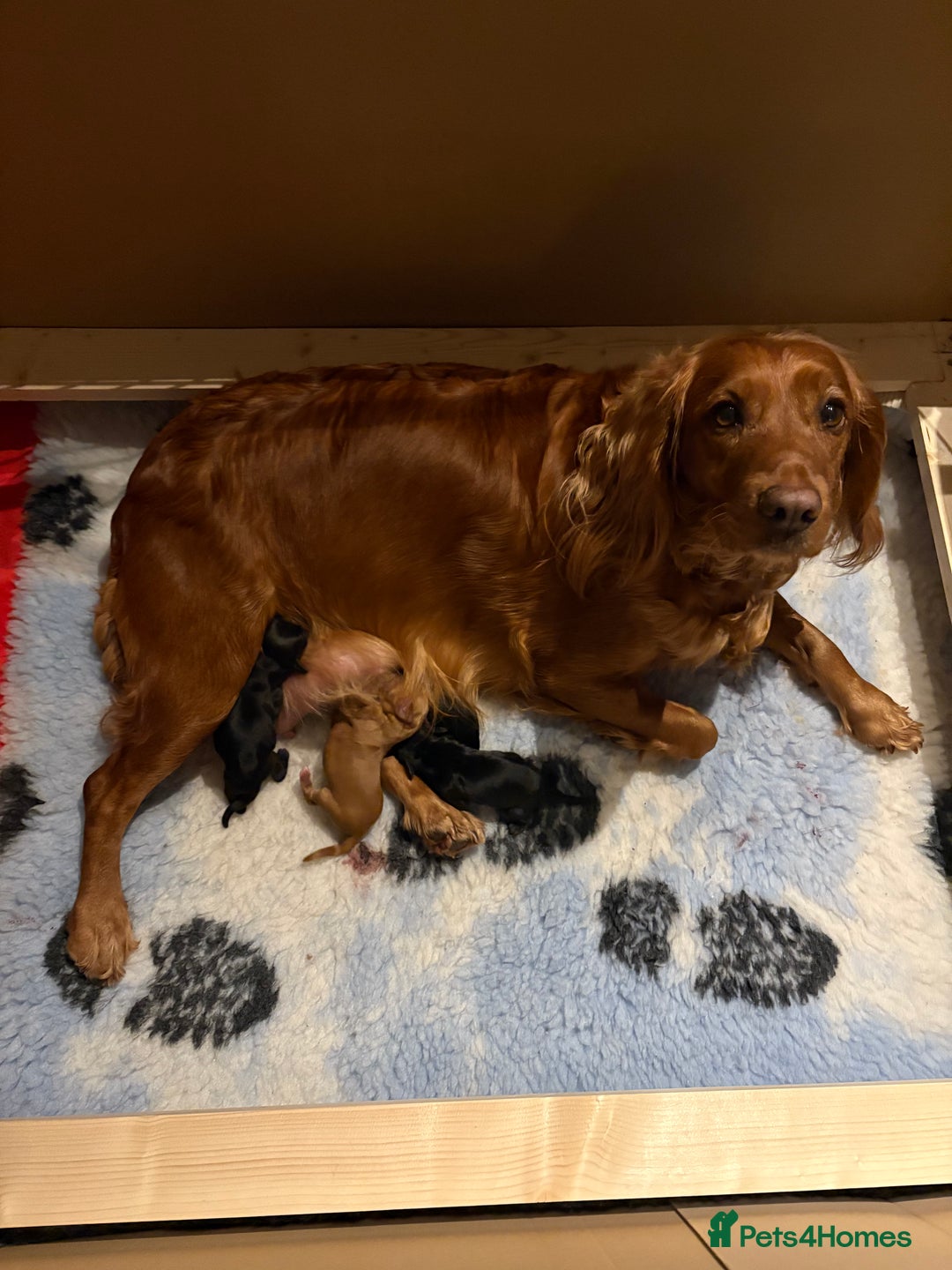 Cocker Spaniel dogs for sale: Gorgeous WCS pups - Image 6