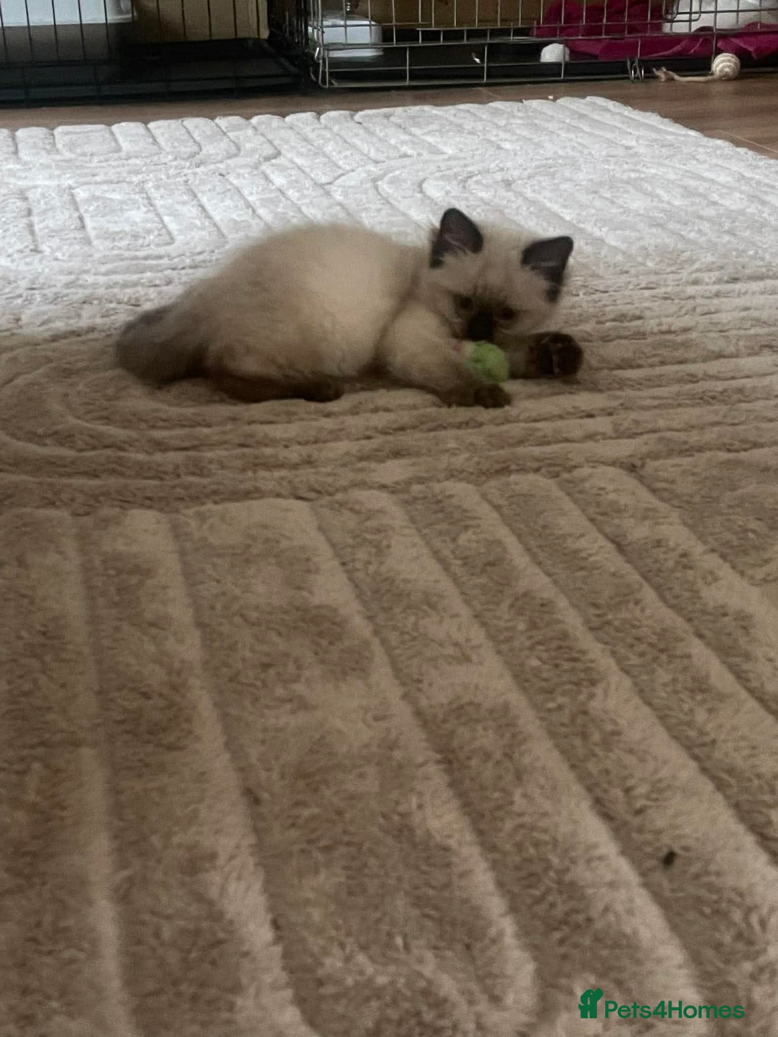 Ragdoll cats Ragdoll kittens ready now - Advert 11