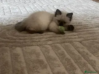 Ragdoll cats Ragdoll kittens ready now - Advert 11