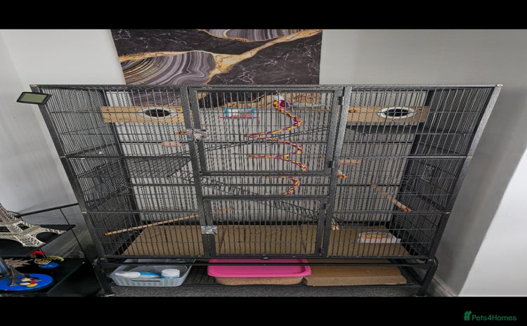 Budgerigars birds - Advert 16