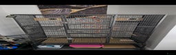 Budgerigars birds for sale: BIG CAGE  - Advert 1