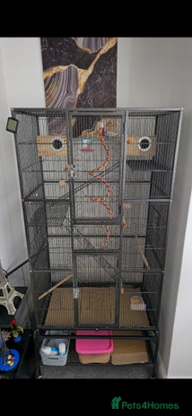 Budgerigars birds - Advert 16