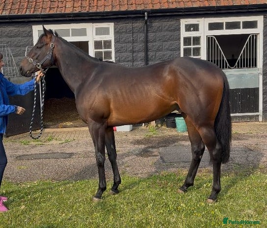Irish Thoroughbred horses - Advert 1