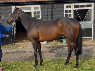 Irish Thoroughbred horses Stunning Bay gelding - Advert 9