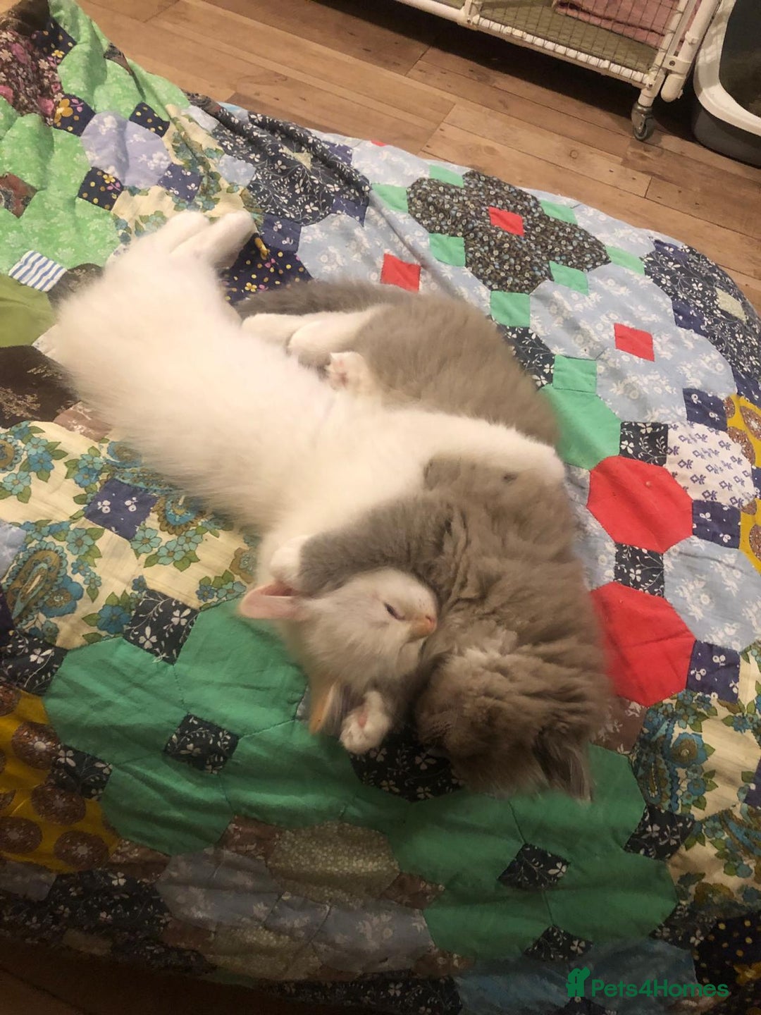 Ragdoll cats for sale: Tica reg Cherubim Ragdoll bonded siblings. Male.  - Advert 6