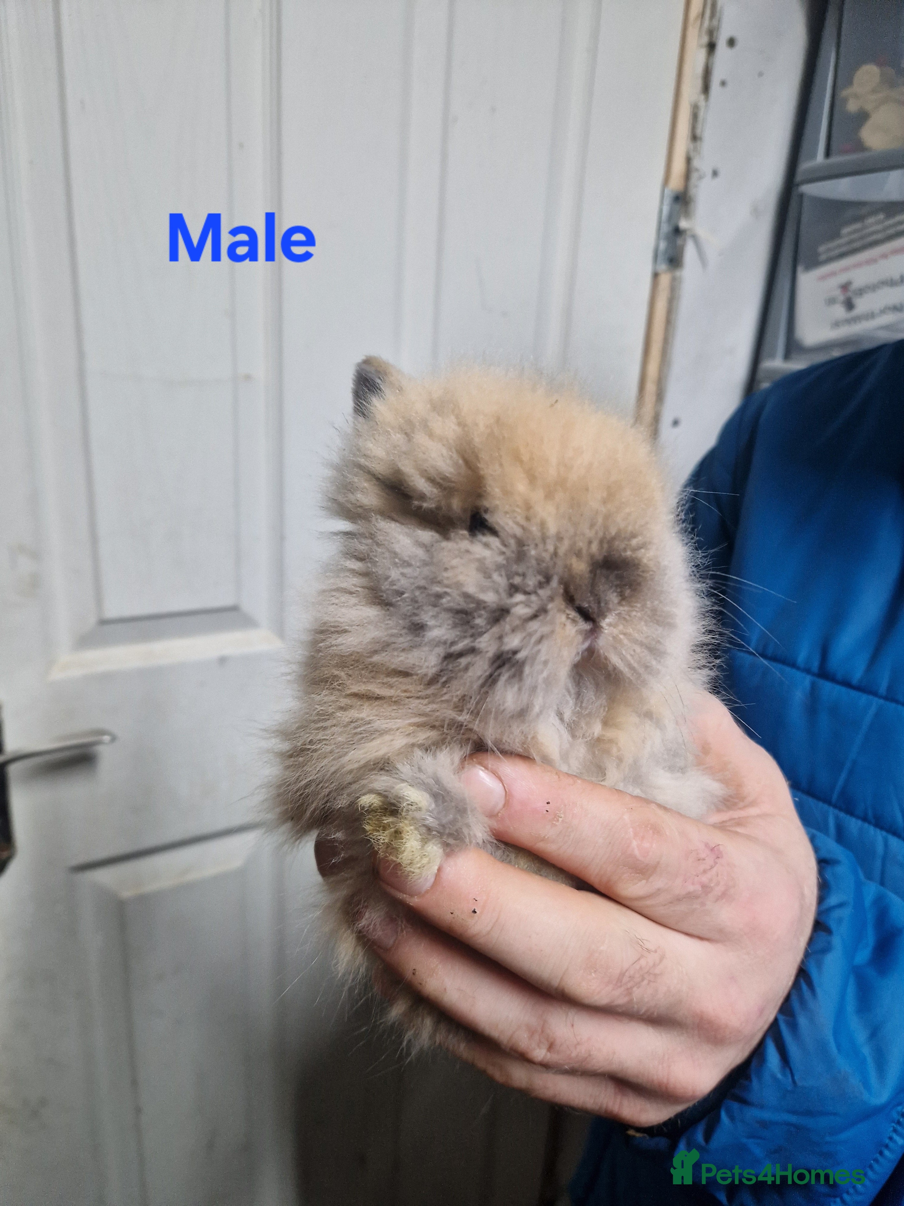 Lionhead rabbits Lionhead baby rabbits - Advert 8