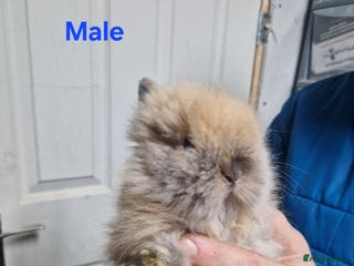 Lionhead rabbits Lionhead baby rabbits - Advert 8