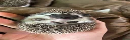 Pygmy Hedgehog rodents for sale: Two Gorgeous Hoglets for Loving Forever Homes - Advert 10
