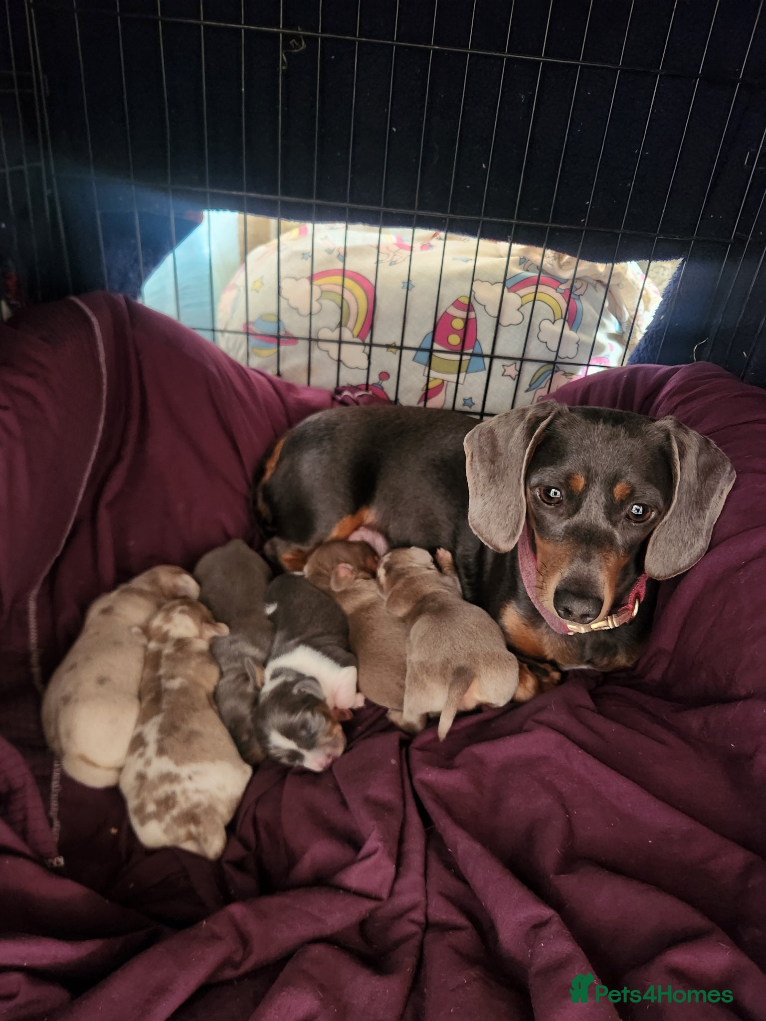 Miniature Dachshund dogs Miniature dachshund puppies - Advert 10