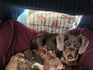Miniature Dachshund dogs Miniature dachshund puppies - Advert 10