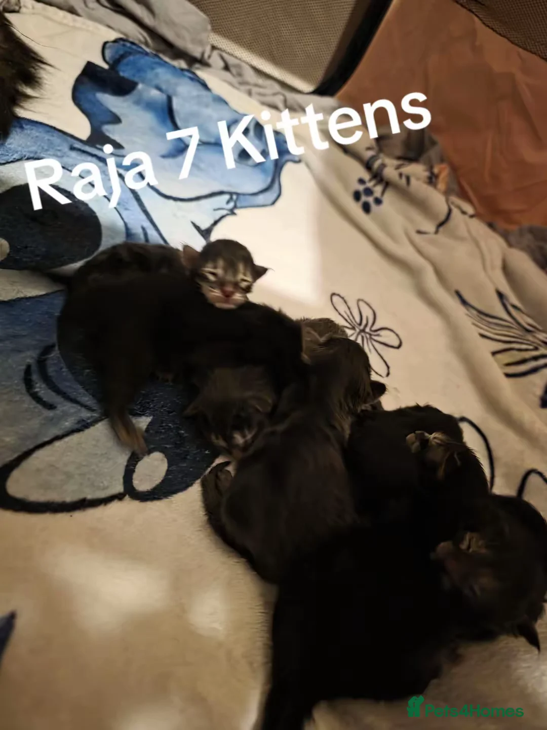 Maine Coon cats for stud: XL Mainecoon For Stud - Advert 17