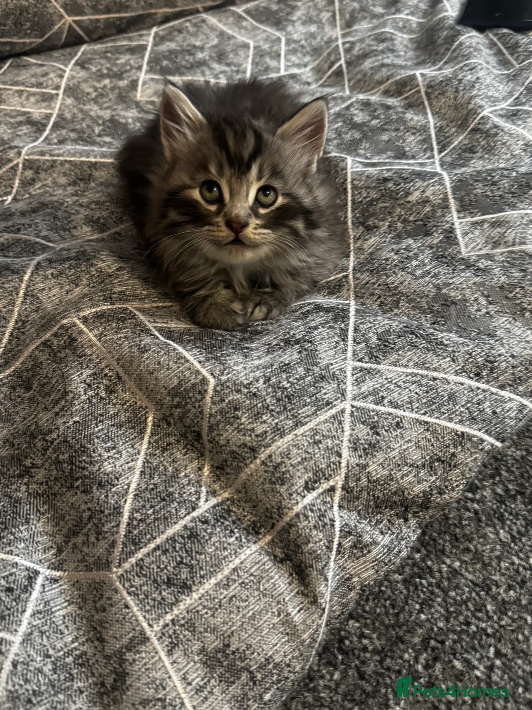 British Longhair cats for sale: Kittens - Advert 14