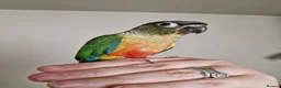 Conures birds for sale: Beautiful fully hand reared conures  - Advert 11