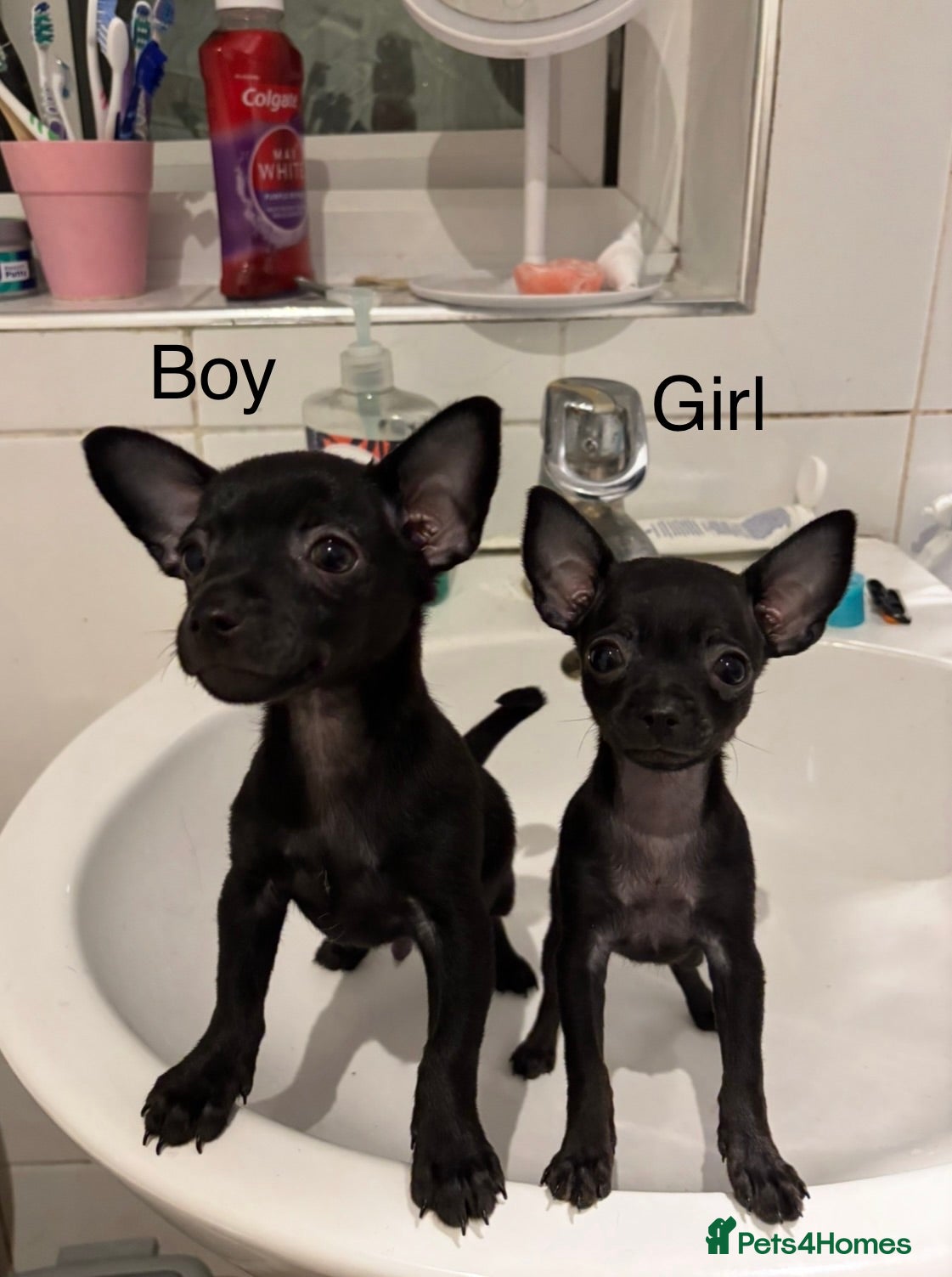 Russian Toy Terrier dogs Russian toy terrier puppies for sale - Advert 1