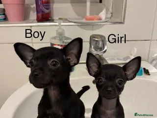Russian Toy Terrier dogs Russian toy terrier puppies for sale - Advert 13