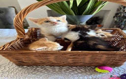 Persian cats for sale: Half Persian 3 Boys and 1 Girl  - Image 5