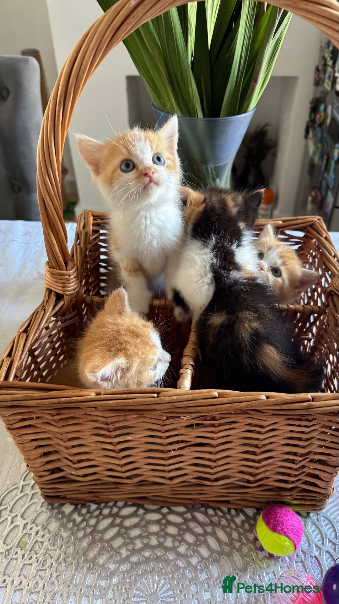 Persian cats for sale: Half Persian 3 Boys and 1 Girl  - Image 5