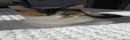 Mixed Breed cats for sale: Female tortoise shell cat  - Advert 6