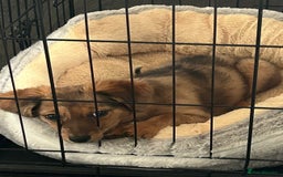 Chiweenie dogs for sale: Mabel - chiweenie. - Image 6