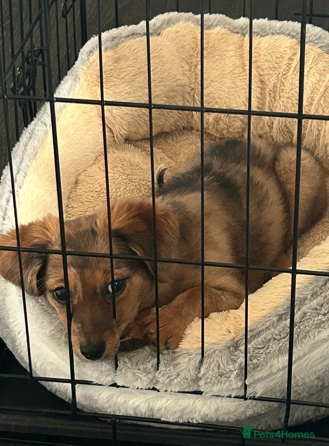 Chiweenie dogs for sale: Mabel - chiweenie. - Image 6