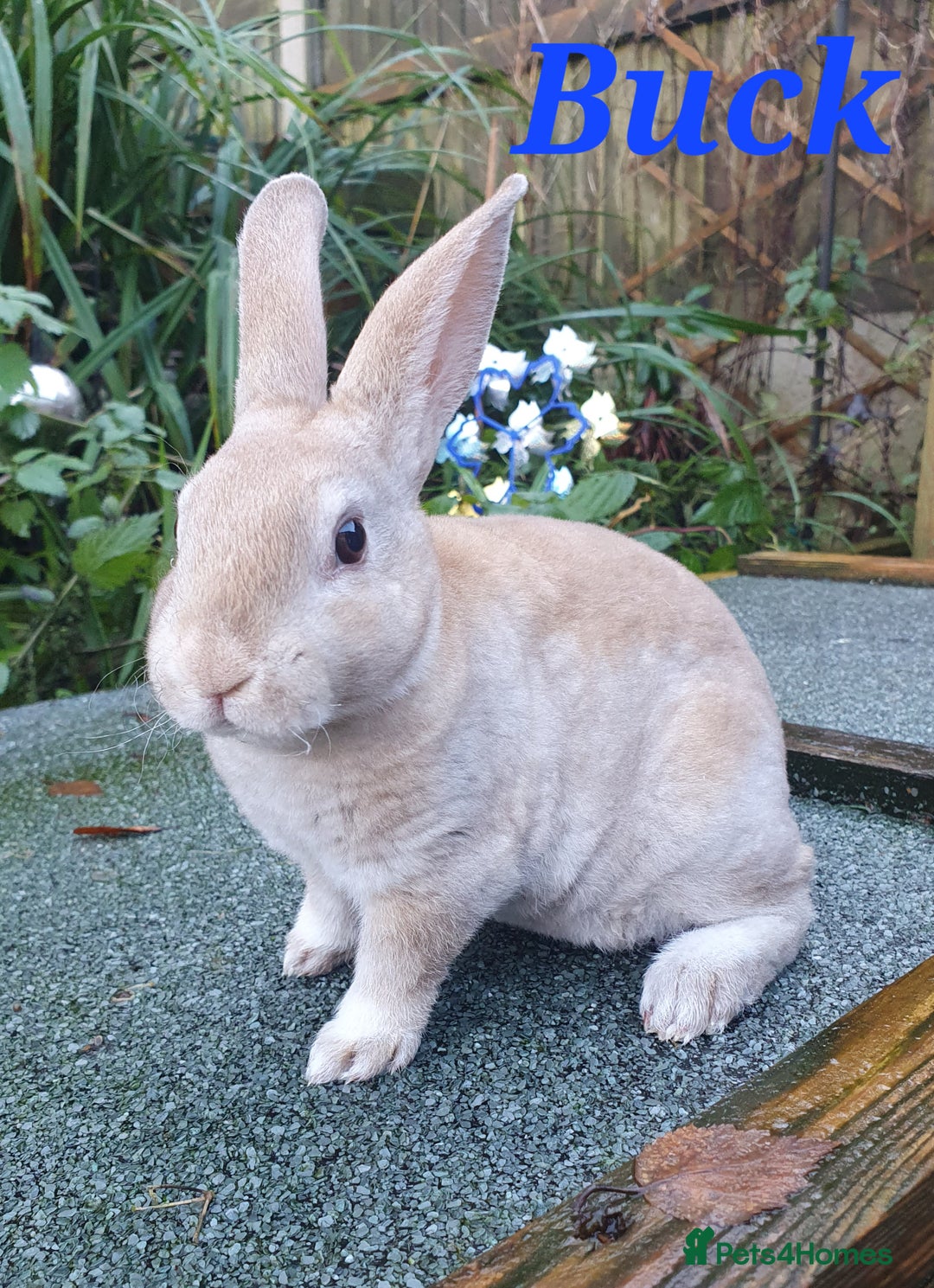 Rex rabbits for sale: Gorgeous mini rex babies  - Advert 6