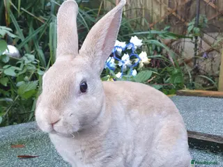 Rex rabbits Gorgeous mini rex babies x - Advert 7