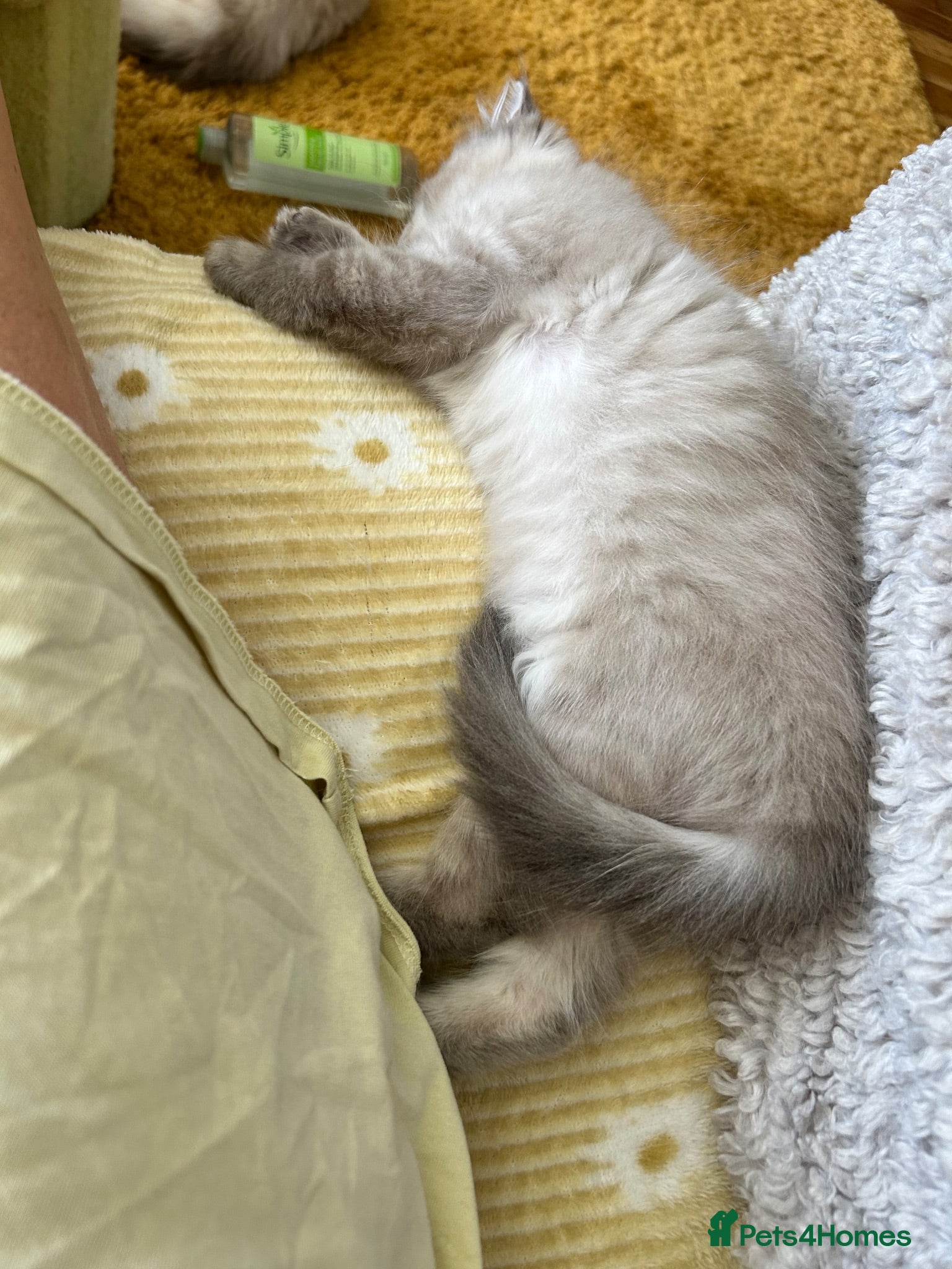 Ragdoll cats 9 WEEKS OLD STUNNING FEMALE RAGDOLL BLUE MINK LYNX - Advert 2