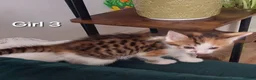 Mixed Breed cats for sale: 4 kittens  - Advert 15